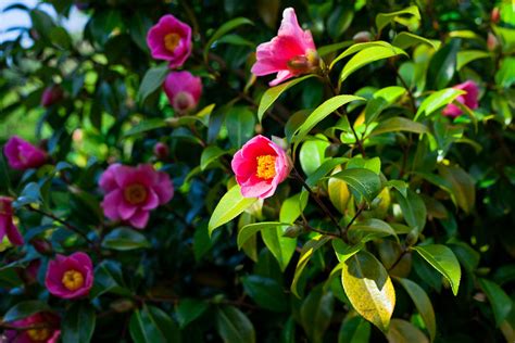 A guide to caring for fall magic orchids and camellias